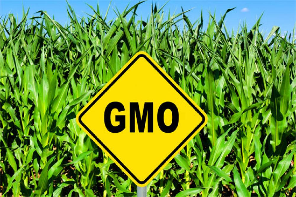 10 Most Common GMO Foods Bills Organic Bakery