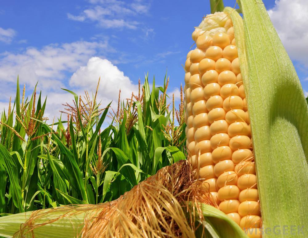 What Is Gmo Maize